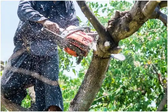 tree services New Beaver